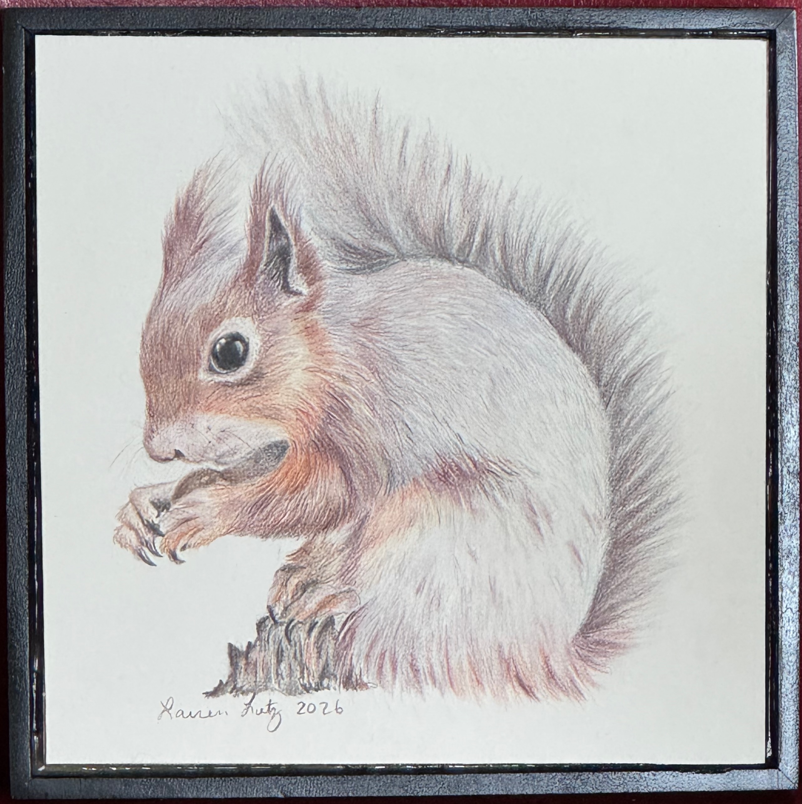 Red Squirrel Study