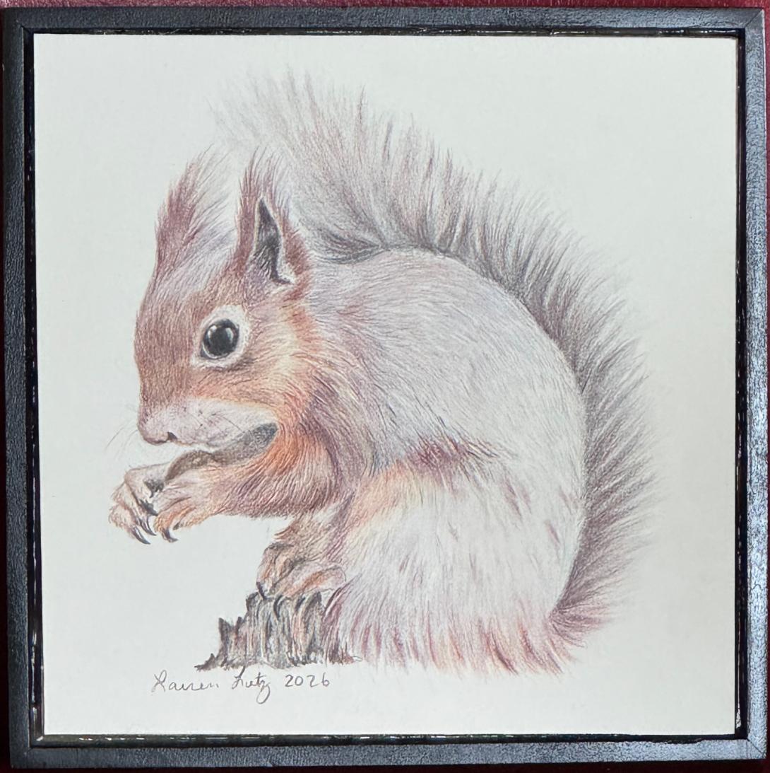 Red Squirrel Study